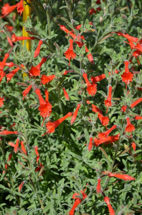 Epilobium canum 'Western Hills'